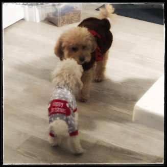 80693263_2435762529880067_3580650707813924864_n